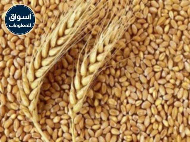 محافظ دمياط : توريد 6085 طن قمح حتى الآن