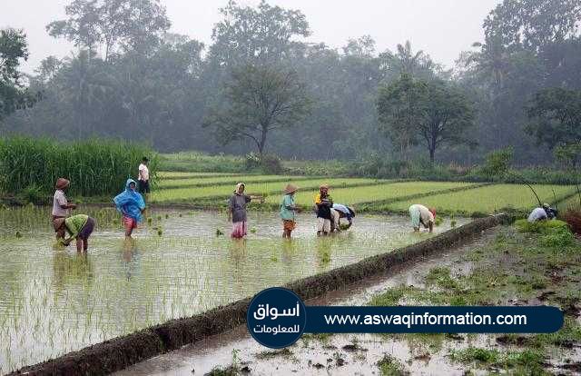 وزارة الزراعة الإندونيسية : نستهدف إنتاج 55.2 مليون طن من الأرز خلال عام 2022