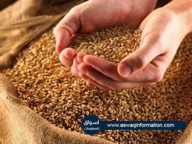 الفلبين تطرح مناقصة عالمية لـشراء 205 ألف طن قمح