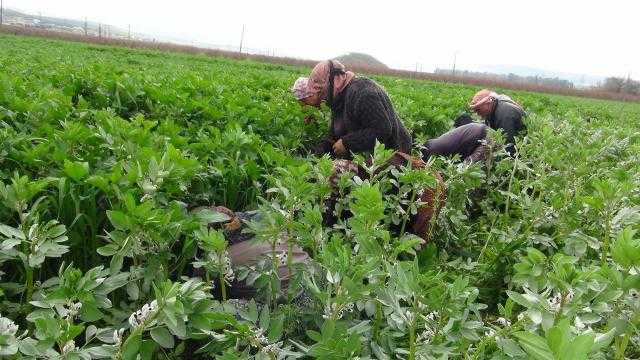 «بحوث الصحراء» يوجه بأهمية الاعتماد على الزراعة التعاقدية من أجل التوسع في التصدير والتصنيع الغذائي