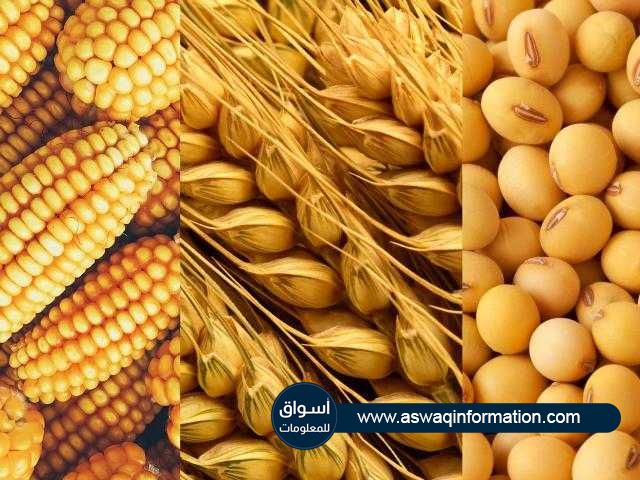 زيادة مساحة زراعة الذرة بنسبة 4.5% في الأرجنتين خلال الأسبوع الماضي