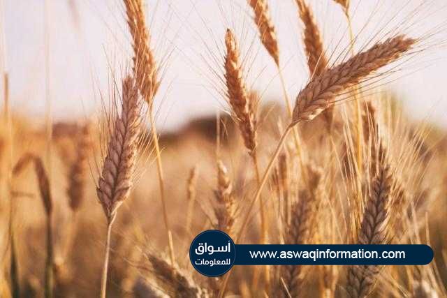 أعلنت «ODC» التونسية مناقصة لشراء 100 ألف من القمح و 100 ألف من الشعير