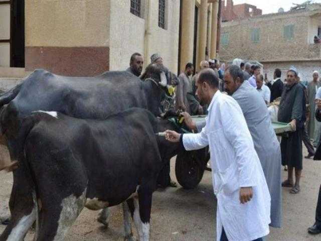 «بيطري الشرقية» تحصين أكثر من 138 ألف رأس ماشية ضد الحمى القلاعية والوادى المتصدع