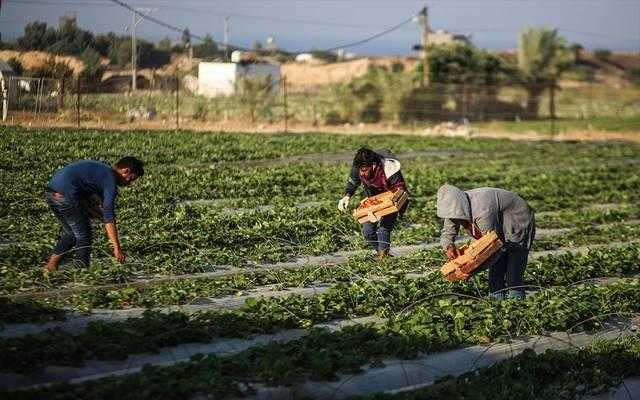 ”الزراعة” تواصل تقديم الدعم الفني والخدمات الإرشادية للمزارعين في 8 محافظات