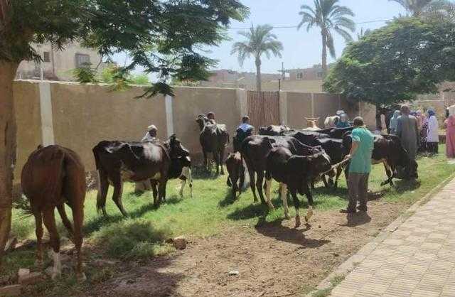 «الزراعة» : فحص وعلاج وتلقيح أكثر من 4800 حيوان مجانا لصغار المزارعين والمربين ببني سويف