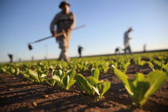 القرش : الدولة تنفق المليارات لنعظم من إنتاجنا الزراعي بجميع أشكاله