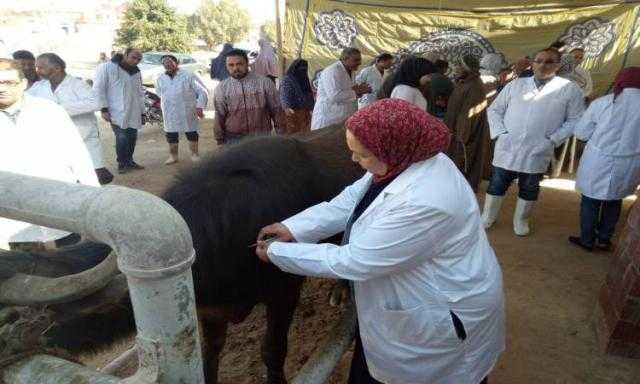 «بيطري بني سويف»تحصين أكثر من 83 ألف رأس ماشية ضد الحمي القلاعية والوادي المتصدع