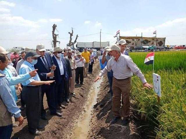 الزراعة تنظيم يوم حقلي للأرز  والذرة الشامية وحصاد بعض الأصناف الجديدة في محطة بحوث سخا بمحافظة كفر الشيخ