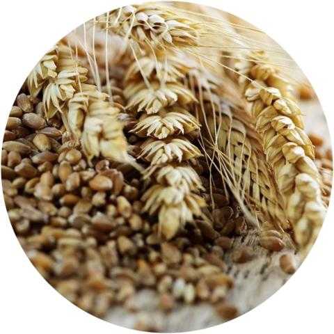 «Strategie Grains» تتوقع انخفاض إنتاج القمح اللين العالمي إلى 739.4 مليون طن في 2021