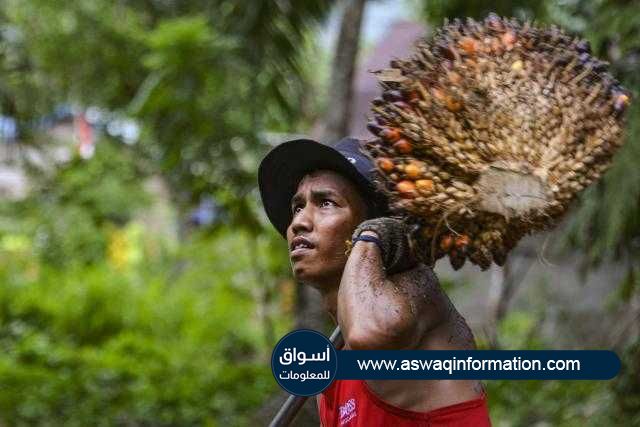 توقعات بتراجع أسعار زيت النخيل الماليزي خلال الربع الأخير من 2021