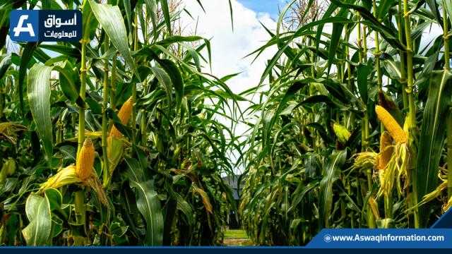 تقدم حصاد الذرة في حقول ”Crop Watch“ خلال الأسبوع الماضي