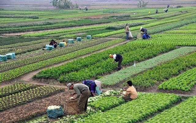 «زراعة الوادى الجديد»: الفترة الحالية تعد أزهي عصور التنمية الزراعية