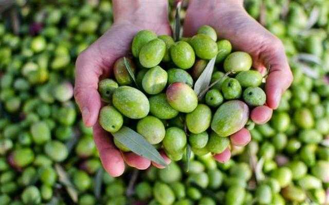 زراعة 400 فدان من محصول الزيتون بمنطقة المغرة