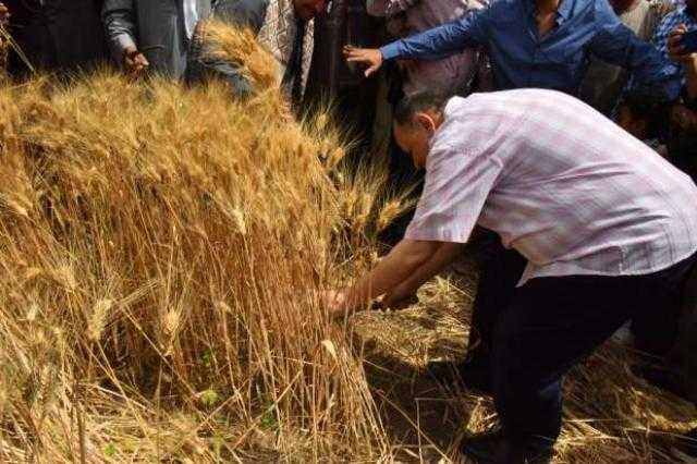 بإجمالي 230 ألف فدان.. بدء موسم حصاد القمح في أسيوط