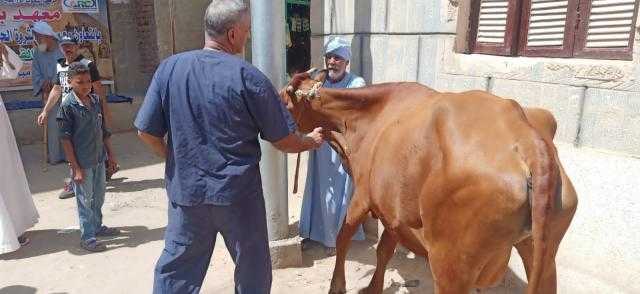 «الزراعة»: علاج وفحص أكثر من 3500 رأس ماشية مجانًا في قنا