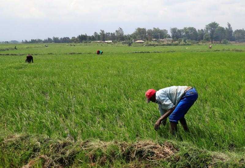 خوفًا من تراجع الإنتاج الزراعي.. الحكومات الأفريقية تقدم الدعم اللازم للفلاحين