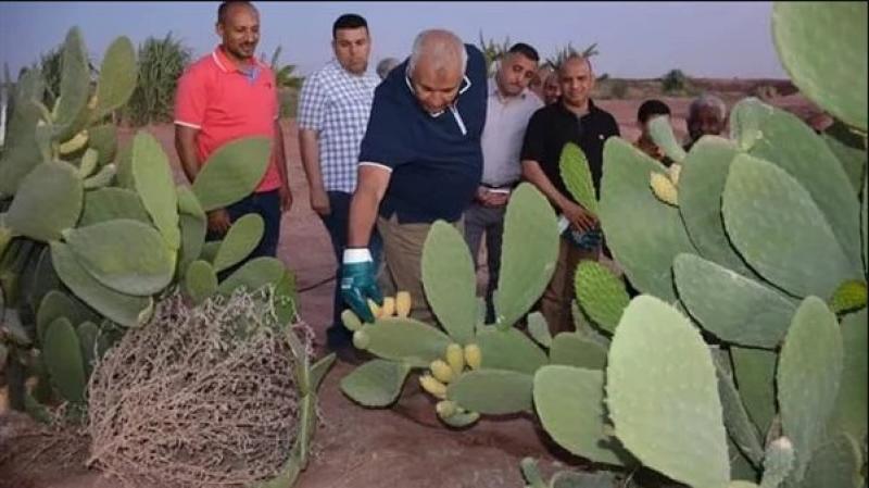 محافظ الوادي الجديد يتفقد أول مشروع لإنتاج التين الشوكي - صور