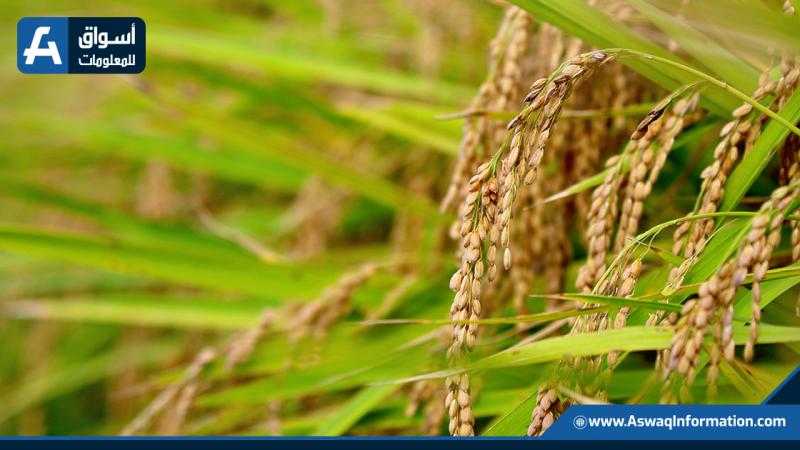 الانتهاء من زراعة 40 ألف فدان أرز في دمياط