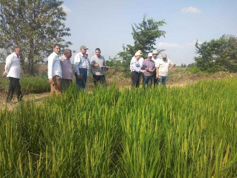 مسؤولو الزراعة يتابعون البرامج البحثية للأرز والذرة بمحطة الجميزة - صور