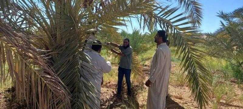 «الزراعة» تستعرض أبرز أنشطة المعمل المركزي للنخيل خلال أكتوبر