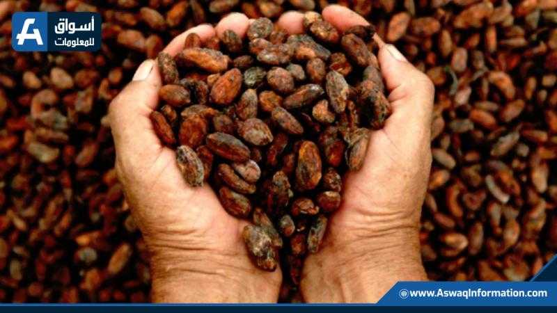 أسعار الكاكاو المرتفعة تهدد طلب المستهلكين وصناع الشيكولاتة
