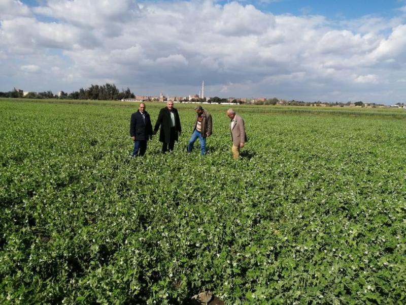 ”الزراعة” تتابع حقول القمح الإرشادية ومحاصيل البصل والبسلة والكتان بالغربية