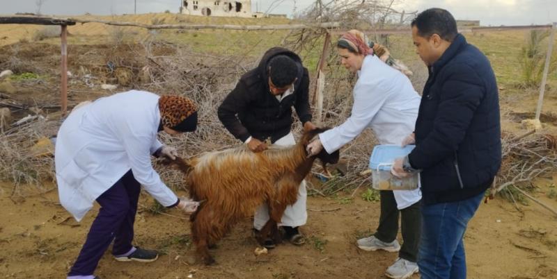 ”الزراعة” تنظم قافلة بيطرية مجانية لدعم صغار المربين بشمال سيناء