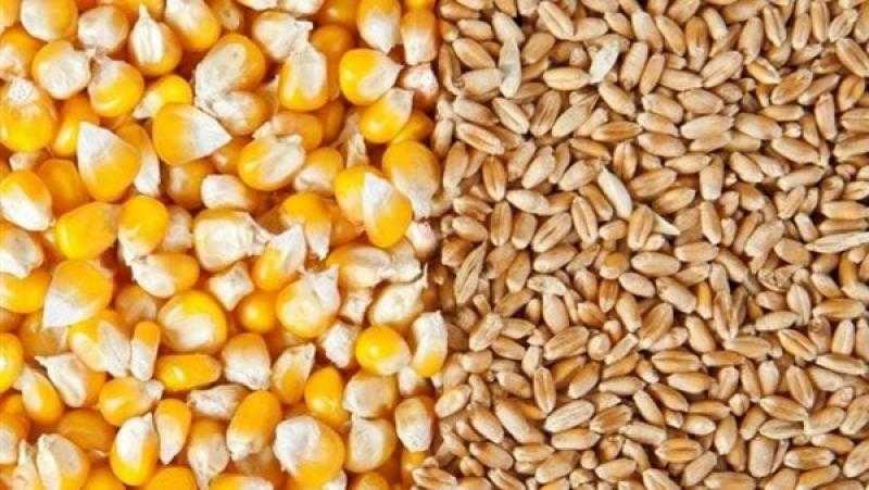 «Strategie Grains» ترفع توقعات إنتاج محصولي القمح والذرة في أوروبا