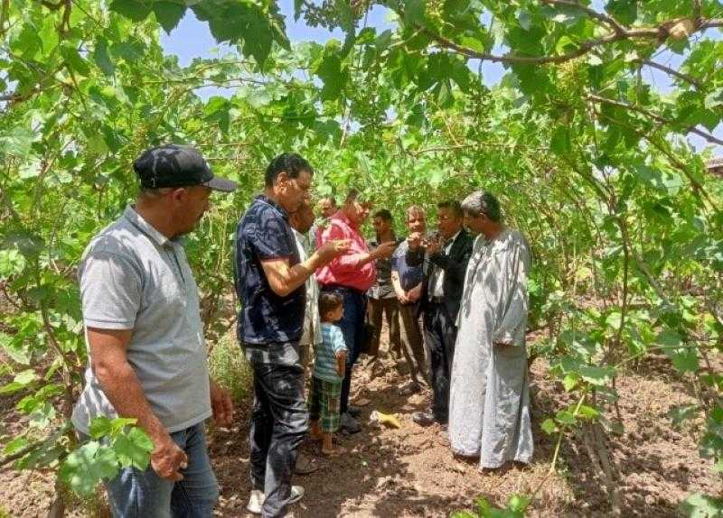 «أمراض النباتات» ينظم أيام حقل للتعرف على أمراض العنب بالغربية