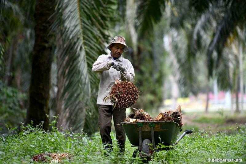 حل أزمة العمالة في ماليزيا يبشر بإنتاج قوي من زيت النخيل