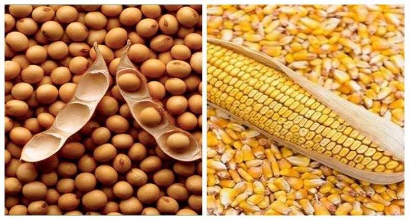 مجلس الحبوب الدولي يثبت تقديرات إنتاج الصويا العالمي.. ويرفع توقعات الذرة