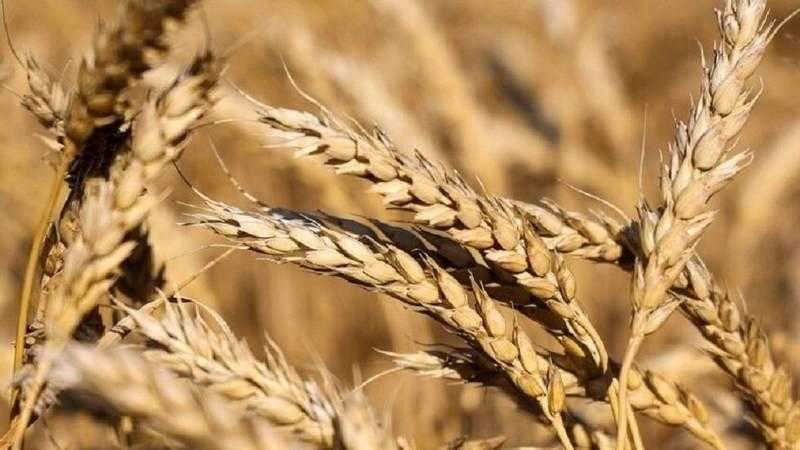 «Strategie Grains» تخفض تقديرات صادرات القمح الأوروبي بنحو 1.3 مليون طن