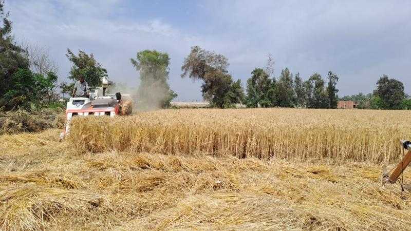 5 ملايين طن.. تقديرات صادرات القمح الروسي خلال أغسطس الجاري