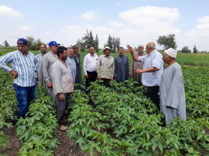 ”الزراعة” تتابع حقول القطن بمحافظتي البحيرة ودمياط| صور