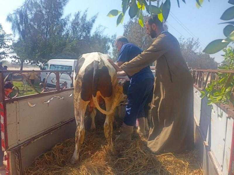 قافلة بيطرية مجانية لعلاج مواشي المزارعين في وادي النطرون