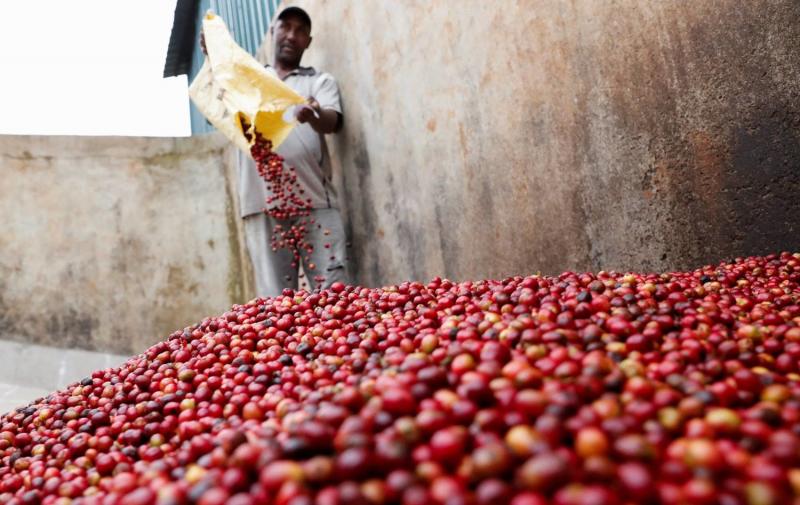 توقعات بتراجع صادرات فيتنام من القهوة 9.6% خلال العام الجاري