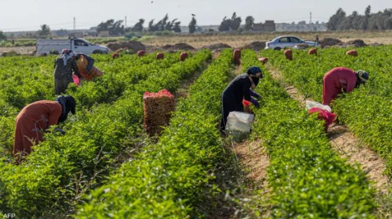 «الزراعة»: 7 ملايين طن إجمالي الصادرات الزراعية خلال الموسم الحالي