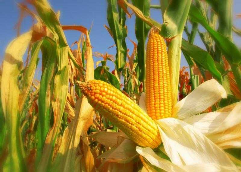 «USDA» تخفض توقعاتها لمخزونات الذرة الأمريكية هذا الموسم
