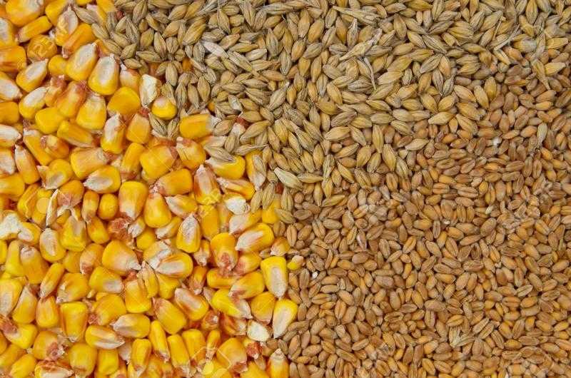 جودة محاصيل الذرة والقمح في أمريكا تواصل التحسن