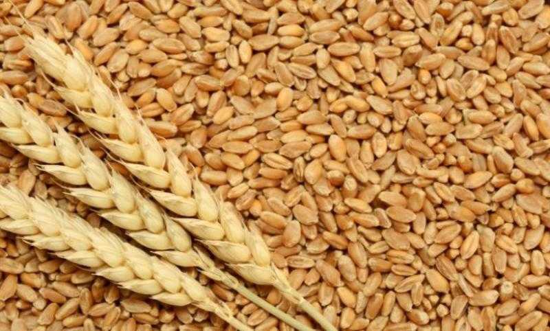 «USDA» ترفع تقديرتها لمخزونات القمح الأمريكي