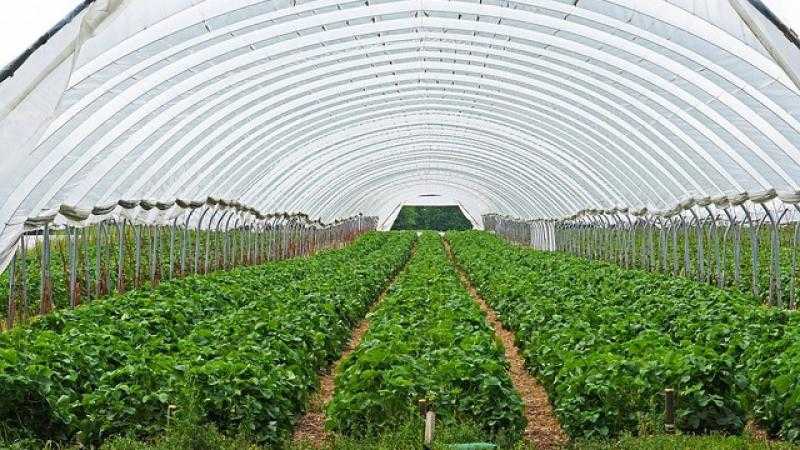 الزراعة: إنتاج 270.1 ألف طن من الصوب الزراعية المخصصة للخضر الشتوية