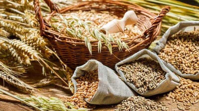 «إيكار» تخفض توقعاتها لمحصول الحبوب الروسي.. وتزيد تقديرات القمح
