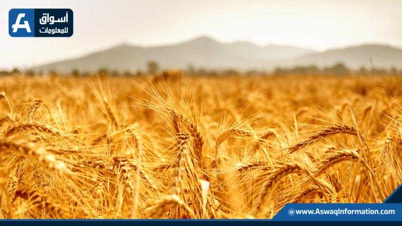 أسعار القمح العالمية ترتفع من أدنى مستوى خلال شهرين