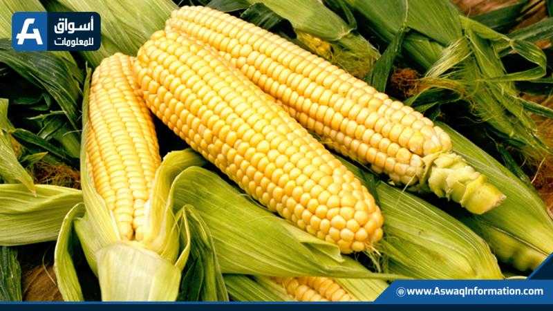 توقعات بتراجع محصول الذرة الأوكراني 35% هذا العام