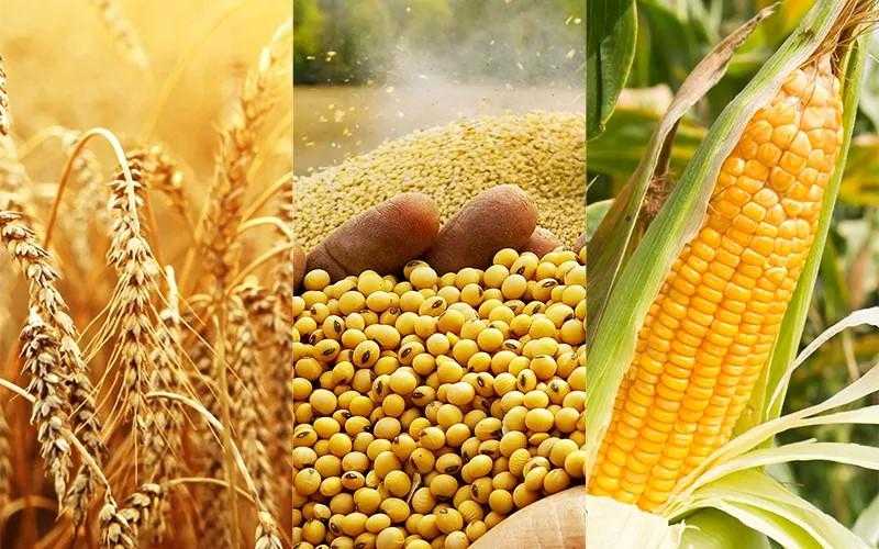 القمح والذرة والصويا.. تدهور جودة المحاصيل الأمريكية خلال الأسبوع الماضي