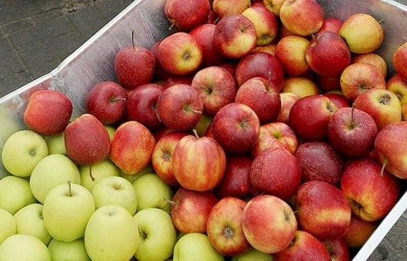 الزراعة الأمريكية تتوقع نمو الإنتاج العالمي من التفاح