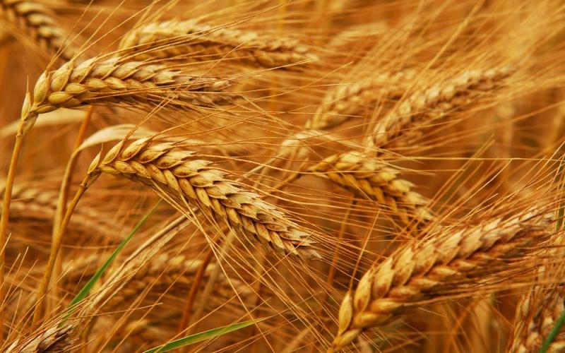 السلع التموينية: رصيد مصر من القمح يكفيها 6.2 شهور
