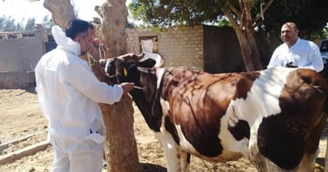 صورة أرشيفية لعملية التحصين