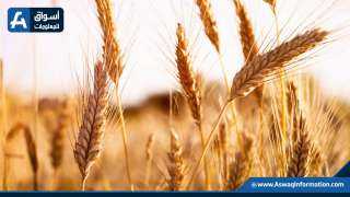 ”السلع التموينية” تطرح ممارسة لشراء القمح المستورد