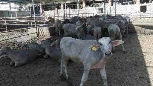 وزير الزراعة: ارتفاع عدد رؤوس الماشية إلى 8.6 ملايين بدعم من مشروع... وزير الزراعة: ارتفاع عدد رؤوس الماشية إلى 8.6 ملايين بدعم من مشروع إحياء البتلو